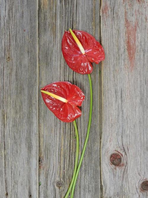 RED ANTHURIUM